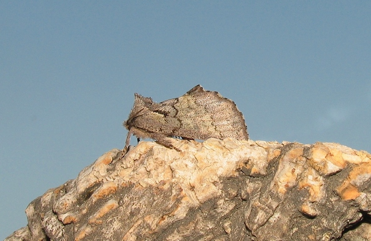Rhegmatophila ricchelloi